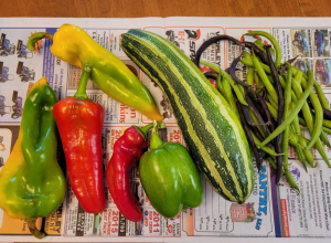 Photo of vegetable harvest: four yellow, red, green roasting peppers, a green bell pepper, an Italian zucchini, green and purple pole beans lying on newspaper on wood kitchen table