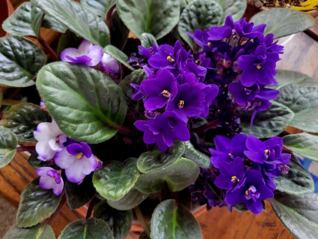 Photo of African Violets in tea cup and saucer planter. Flowers are purple and white purple accents