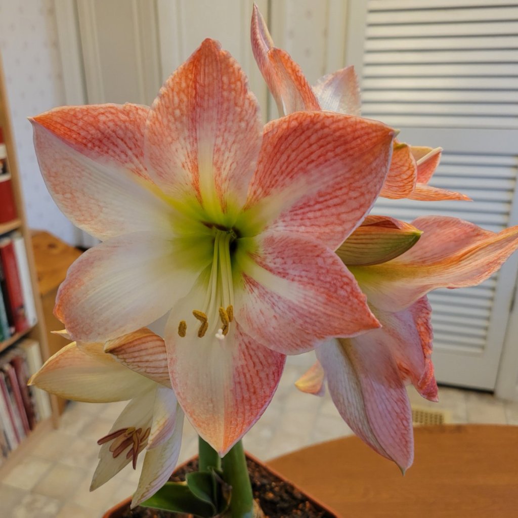 Pink and white Amaryllis flowers, potted houseplant