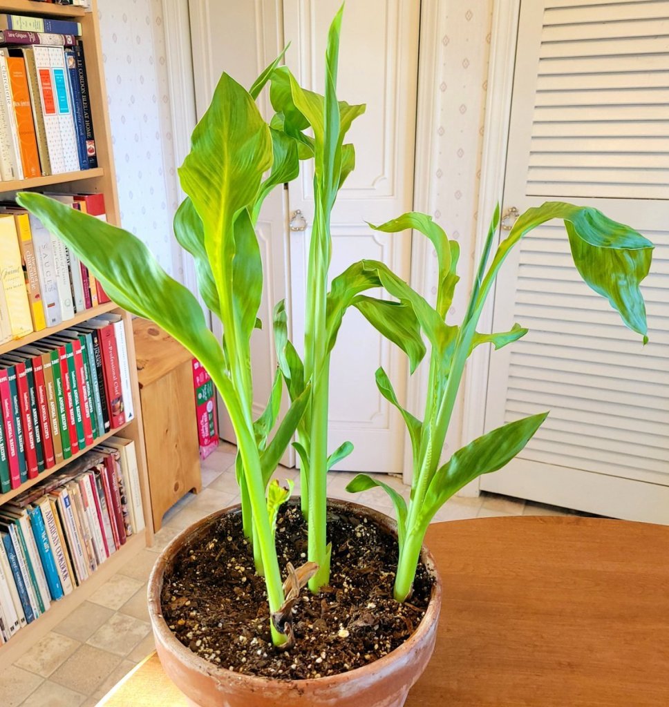 Photo of four dwarf canna plants growing indoors in a clay pot. They look like corn stalks.