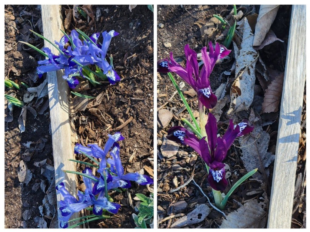 Photo collage: Blue Dwarf Iris and Purple Dawrf Iris