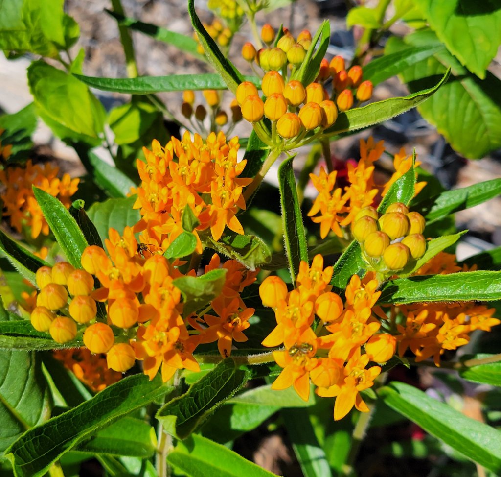 Orange Butterfly Weed without aphids