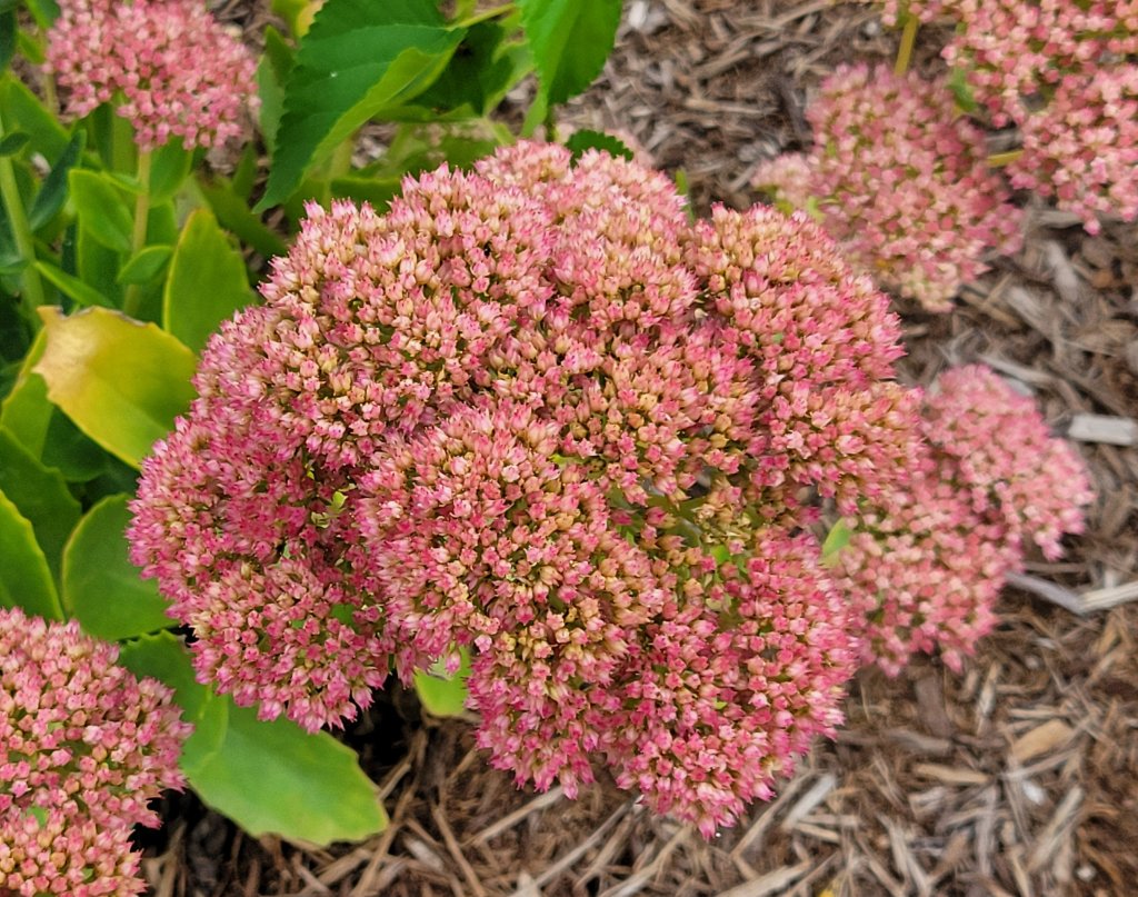 Stonecrop 'Autumn Joy'