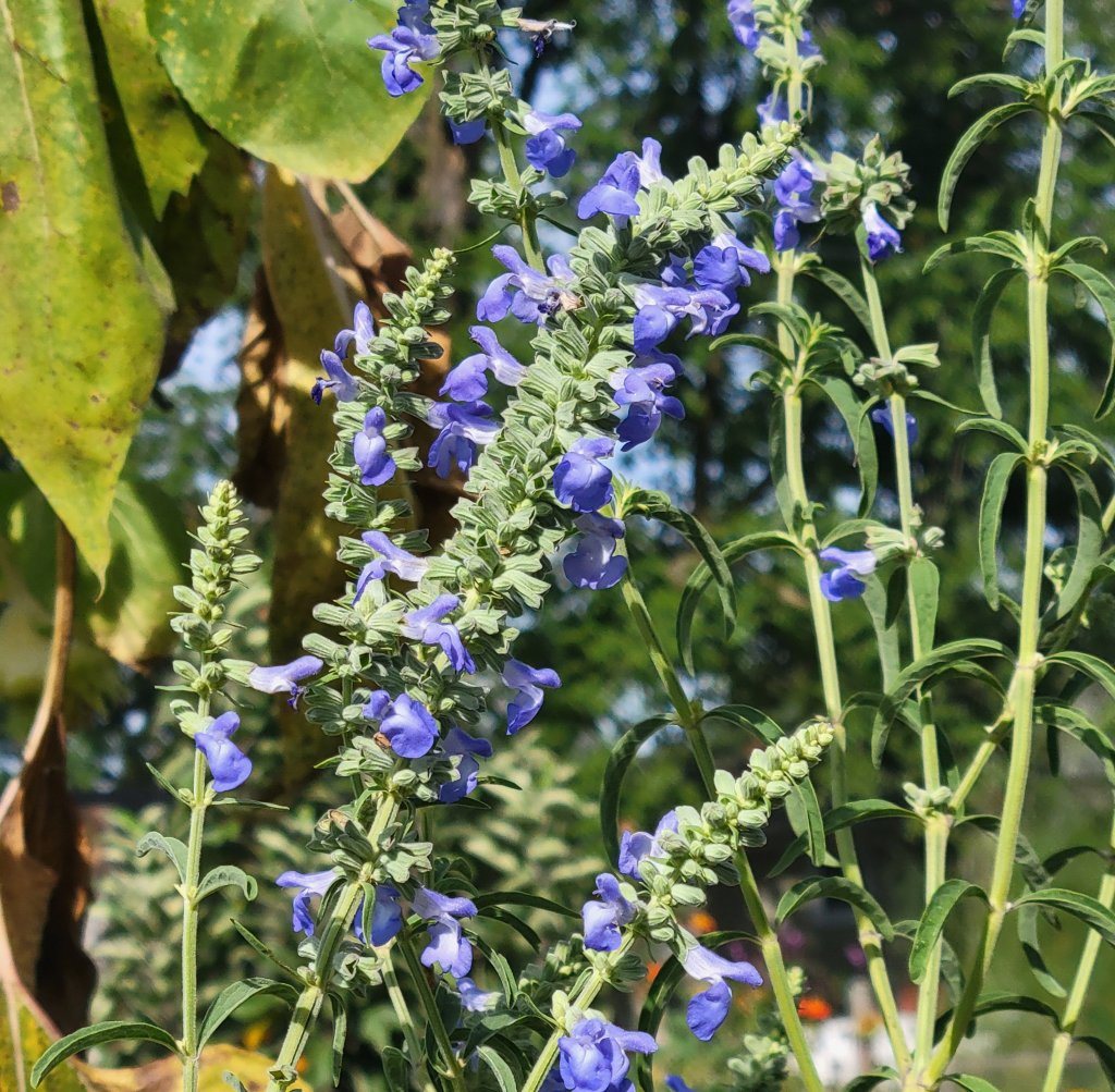 Many stems of Blue Sage growing in outdoor garden. 