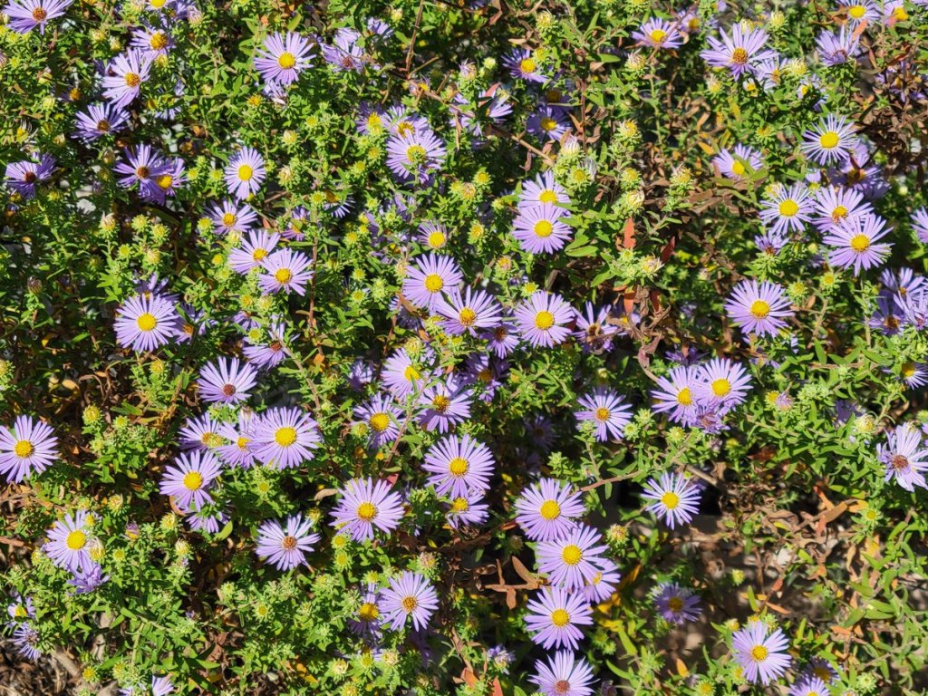 bluish violet aromatic aster flowers with yellow centers on shrub