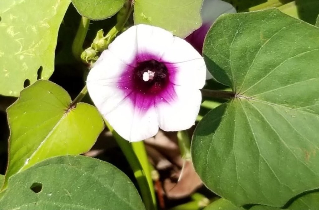 Sweet Potato flower, white petals and raspberry center
