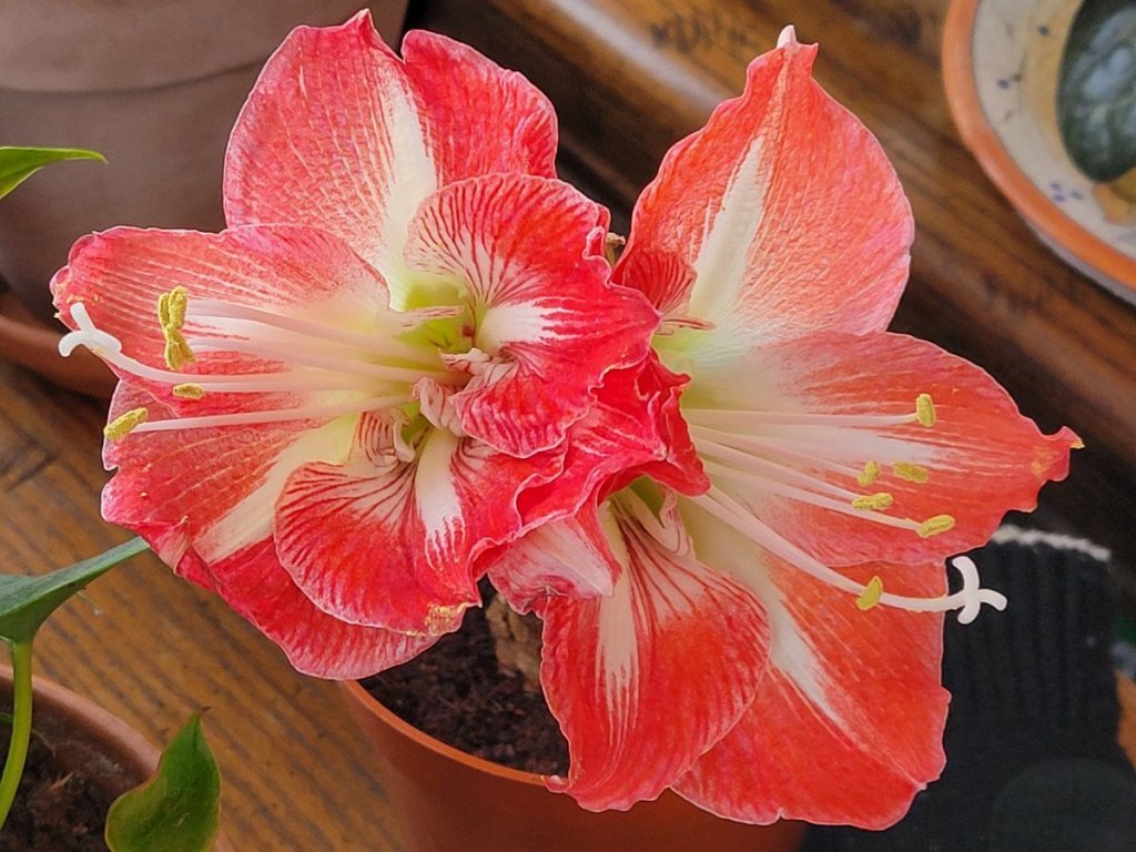 Two Amaryllis flowers with orange speckled petals and white centers