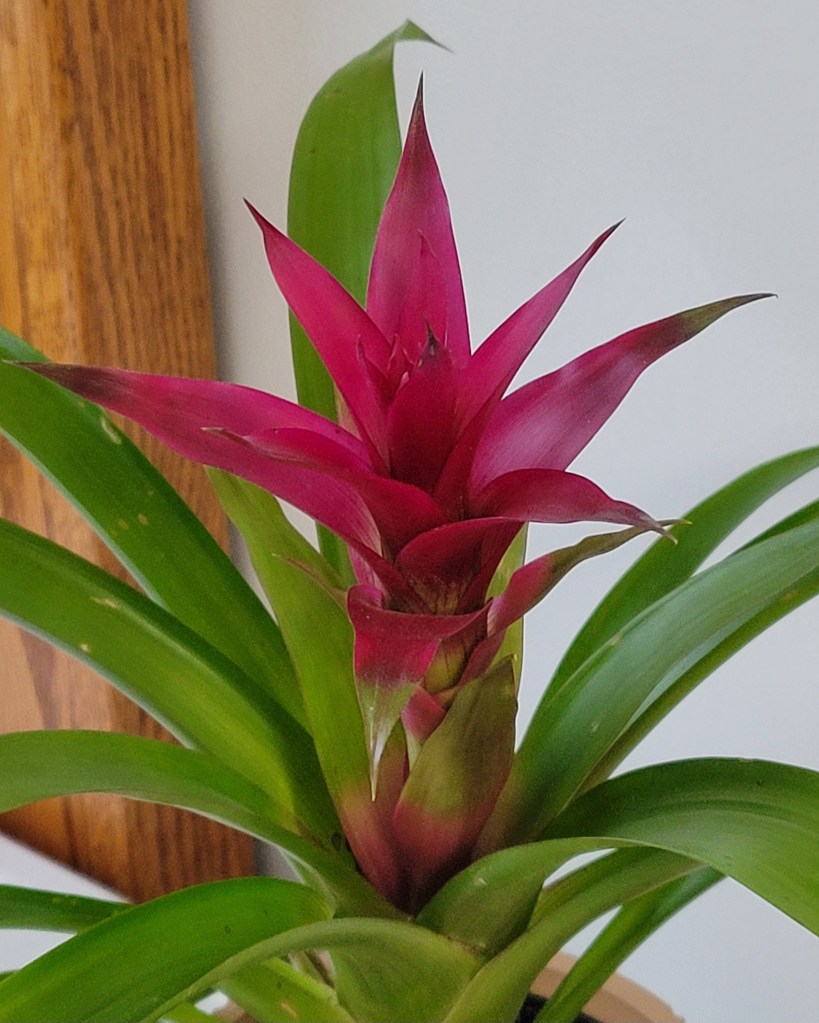 Bromeliad houseplant