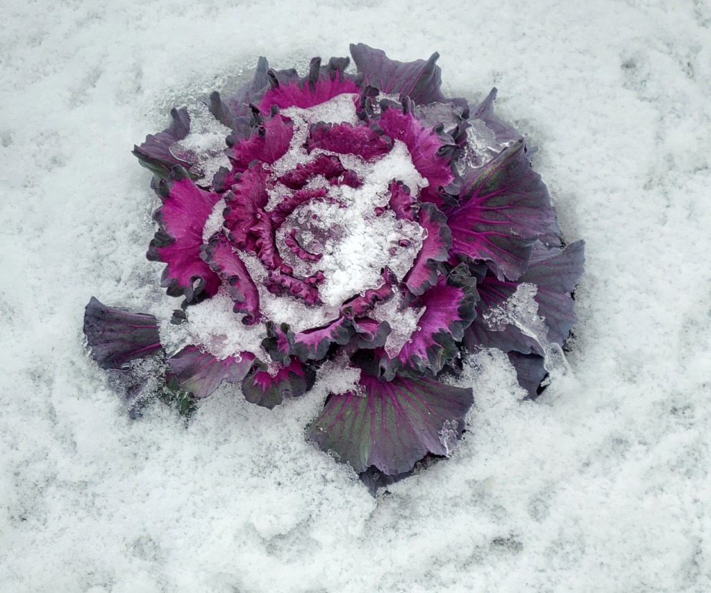Ornamental Cabbage in snow