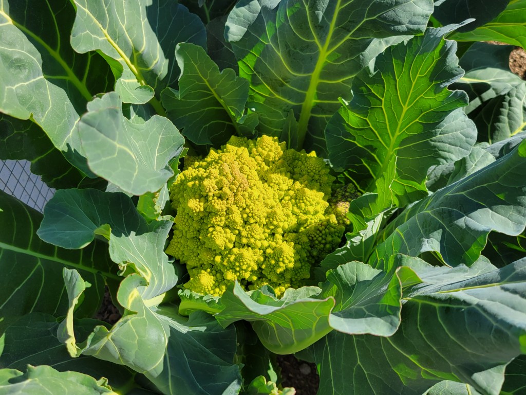 Yellow Cauliflower