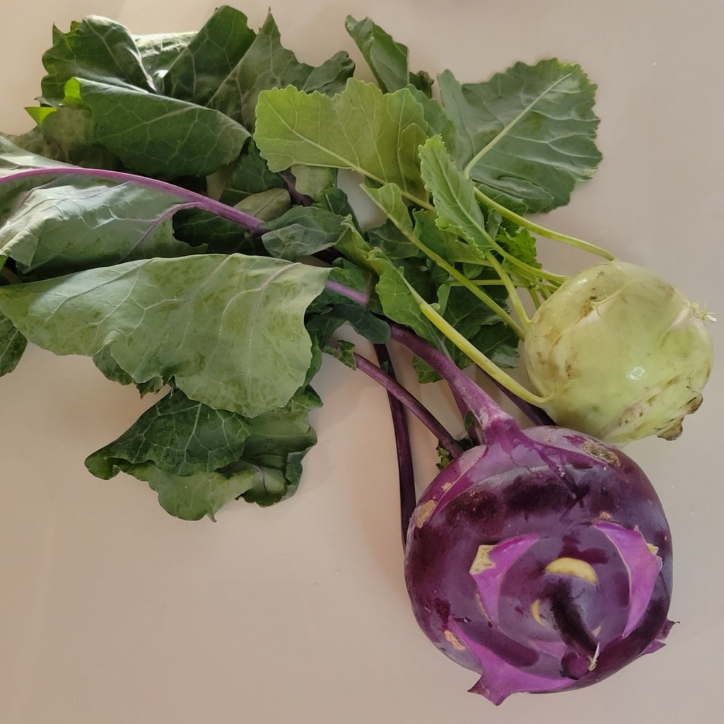 One purple and one green kohlrabi plant harvested on white kitchen counter