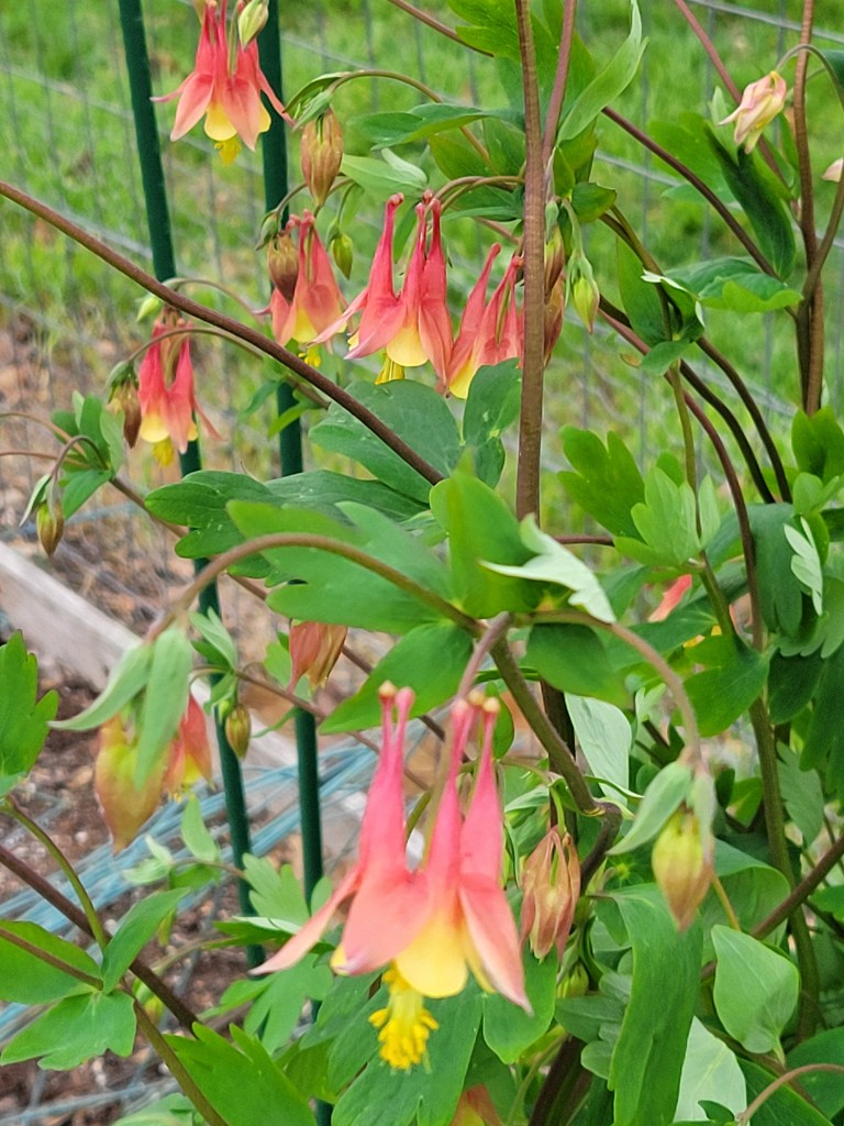 Eastern Red Columbine