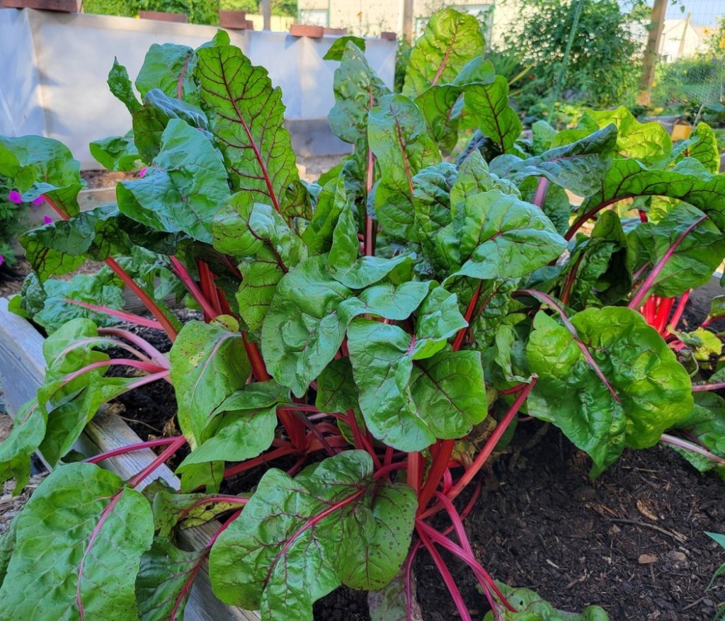 Rainbow Chard