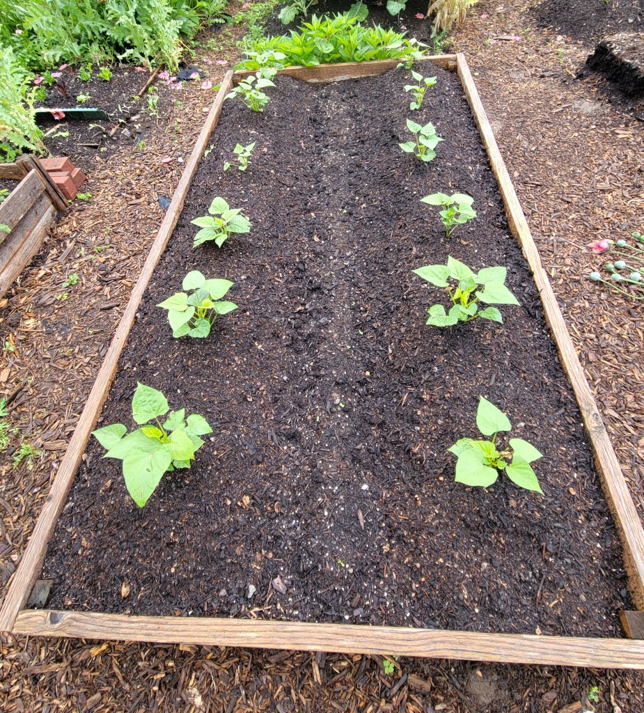 Four feet by eight feet raised wood garden bed with a dozen sweet potato slips planted
