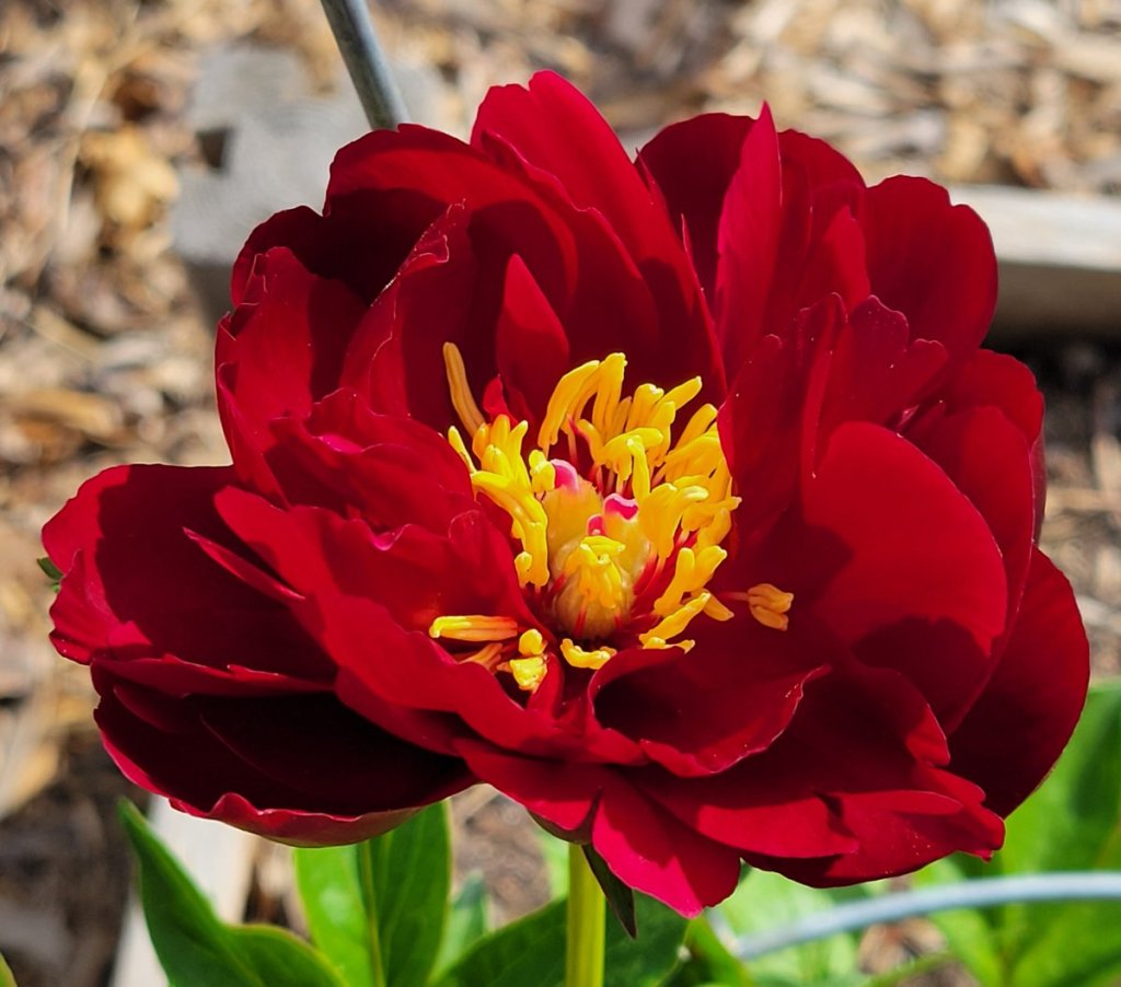 Scarlett Heaven, a red peony with yellow center