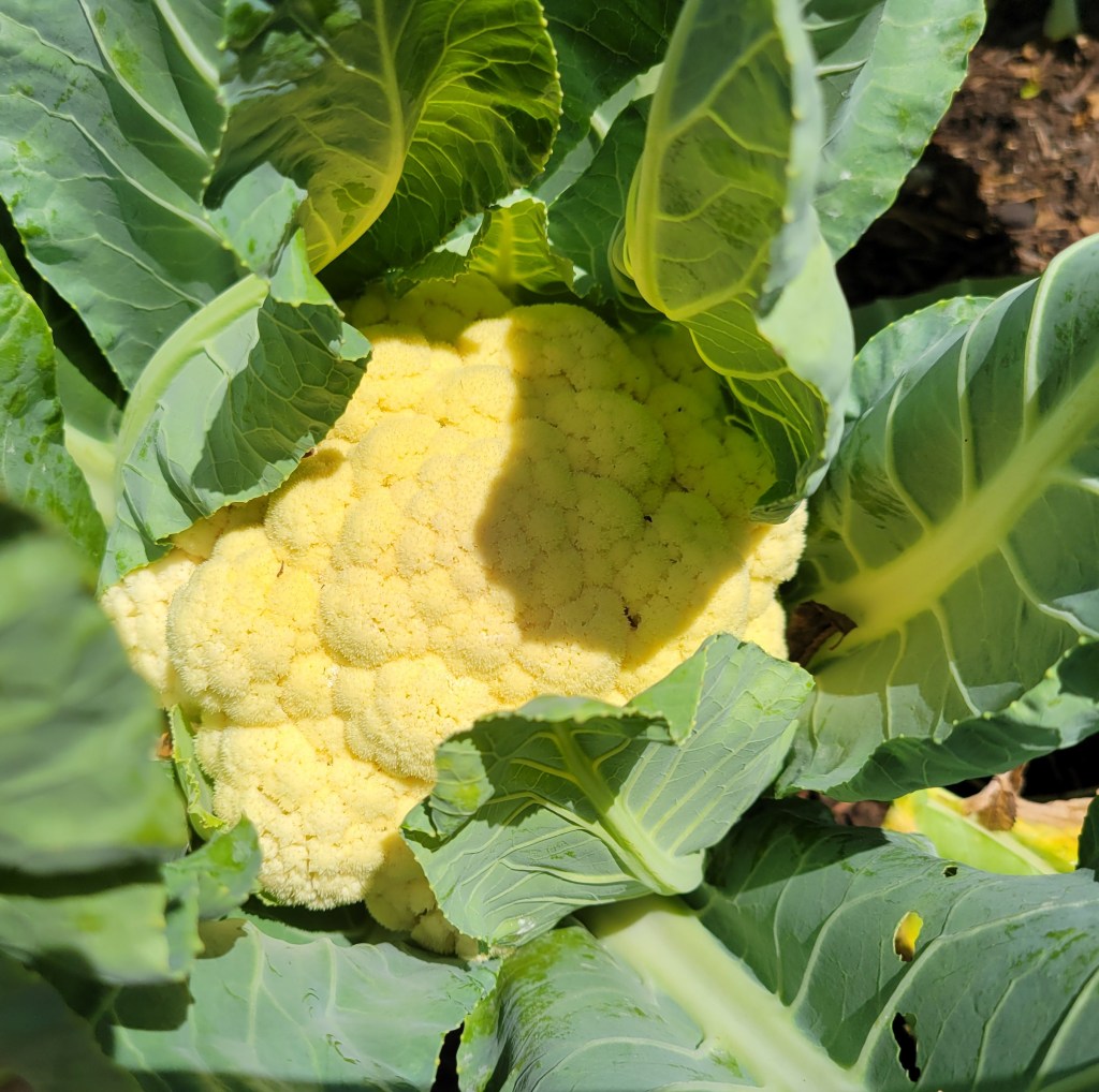 white cauliflower growing in garden