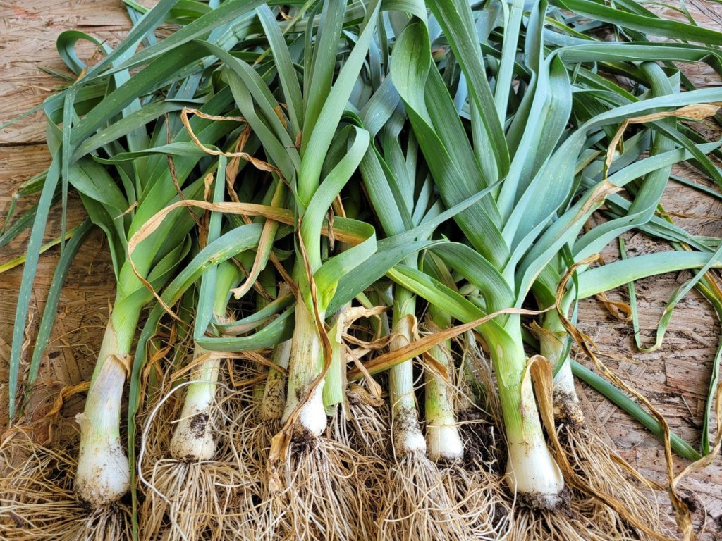 Leek harvest with green tops and roots lying on plywood table in carport