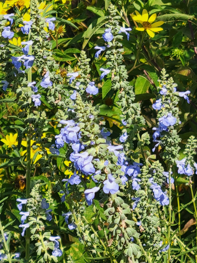Blue Sage