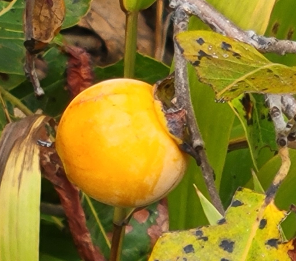 Orange yellow ripe Persimmon on tree