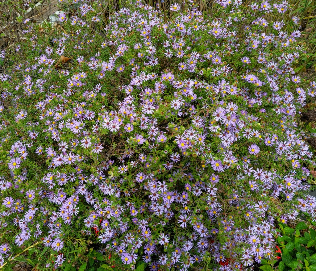 Aromatic Aster with lavender flowers