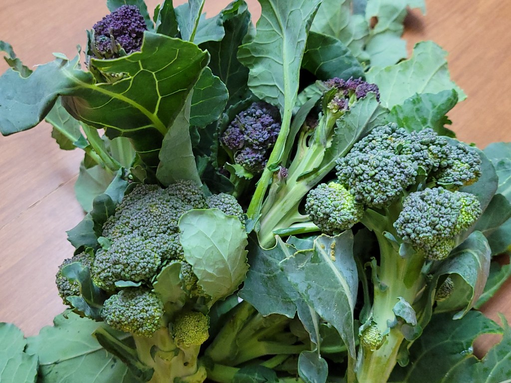 Purple and Green Sprouting Broccoli