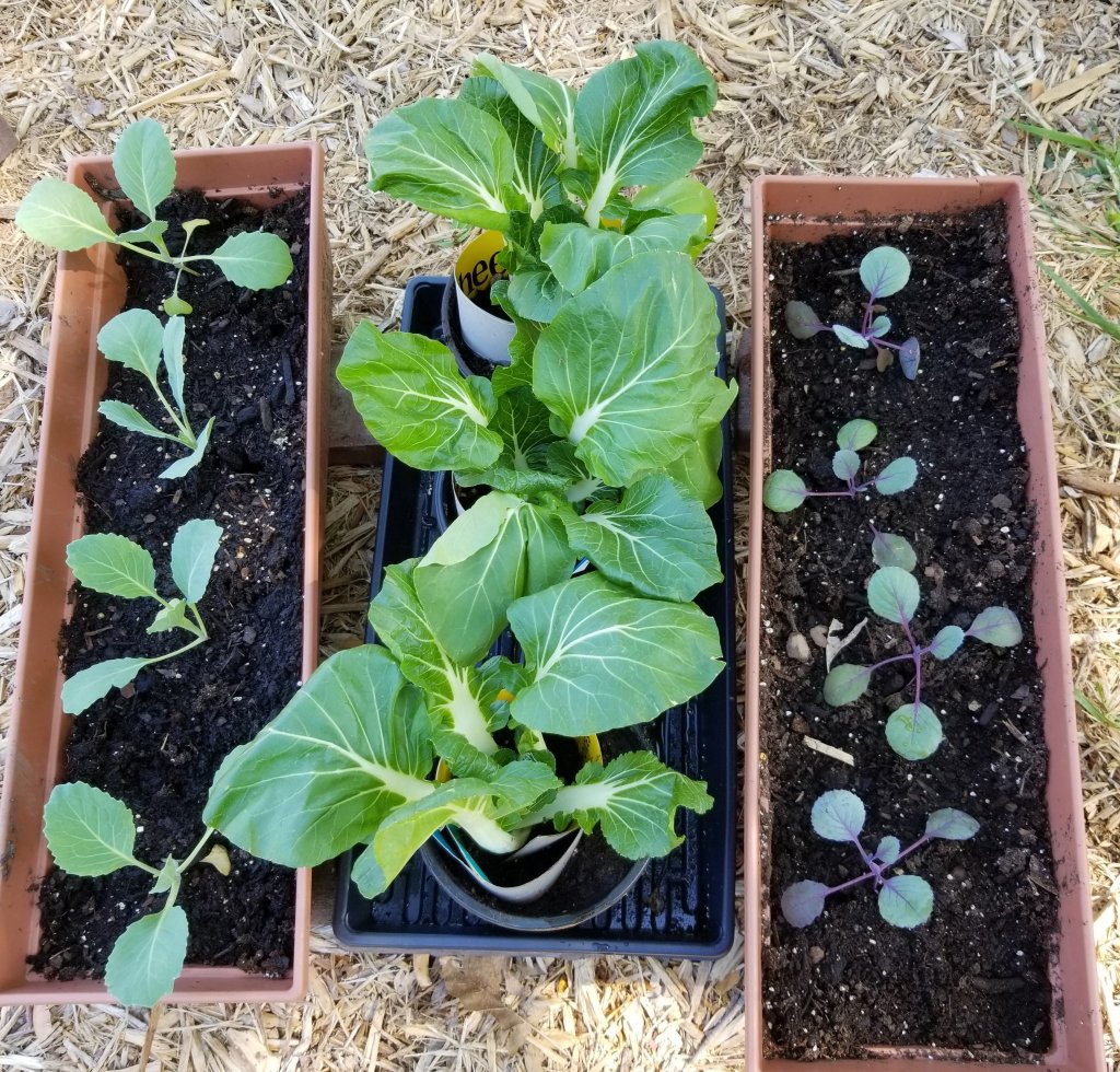 Cabbage and kale seedlings
