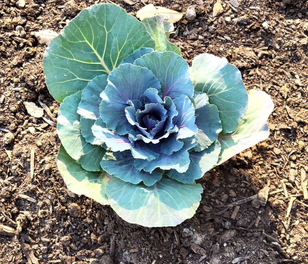Head of blue green cabbage
