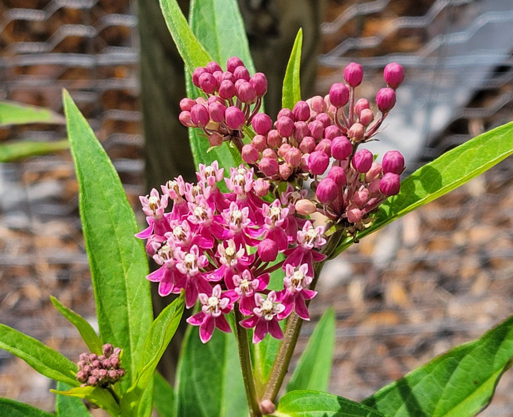 Purple Milkweed