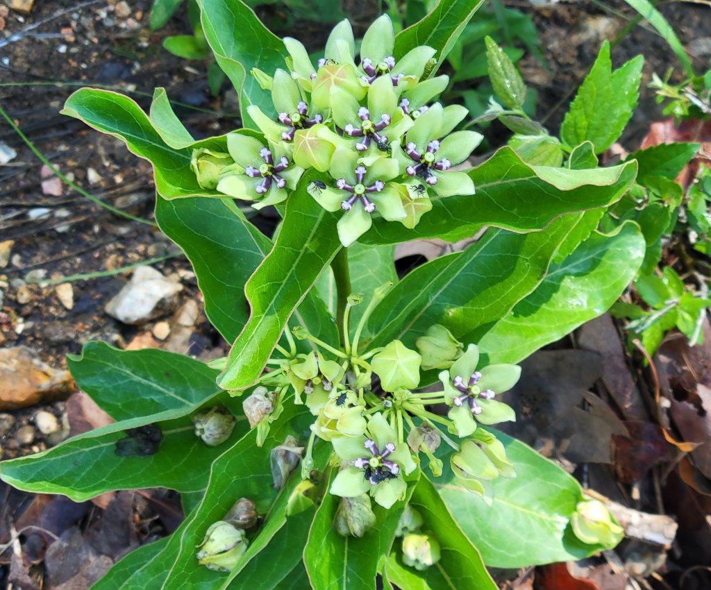 Spider Milkweed