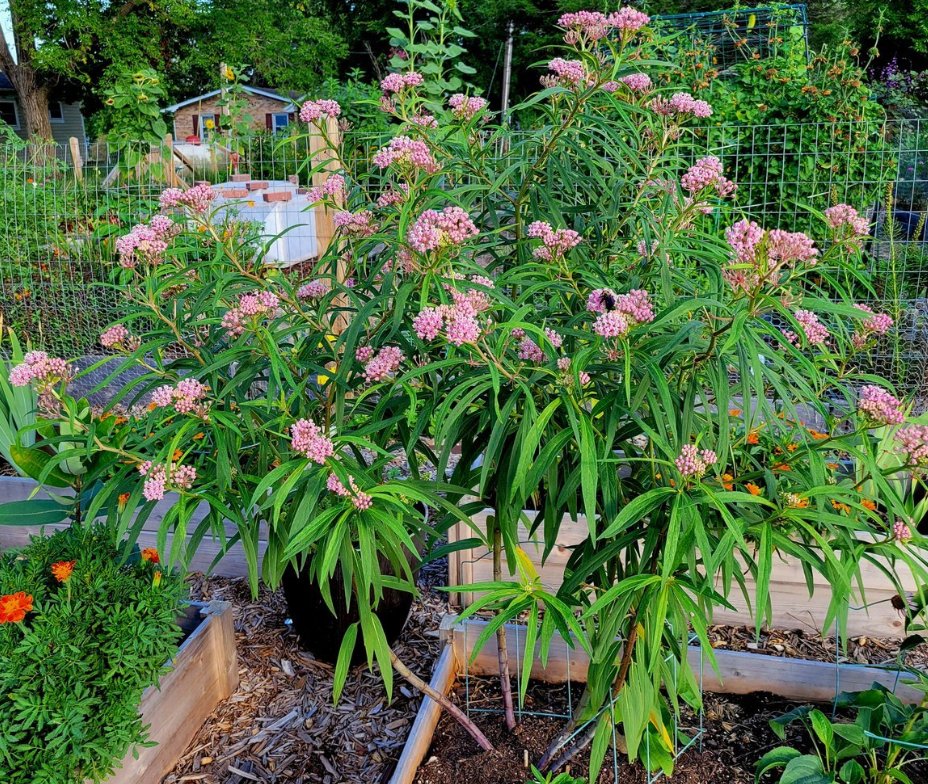 Very tall Purple Milkweed, shrub-like in garden, with bees