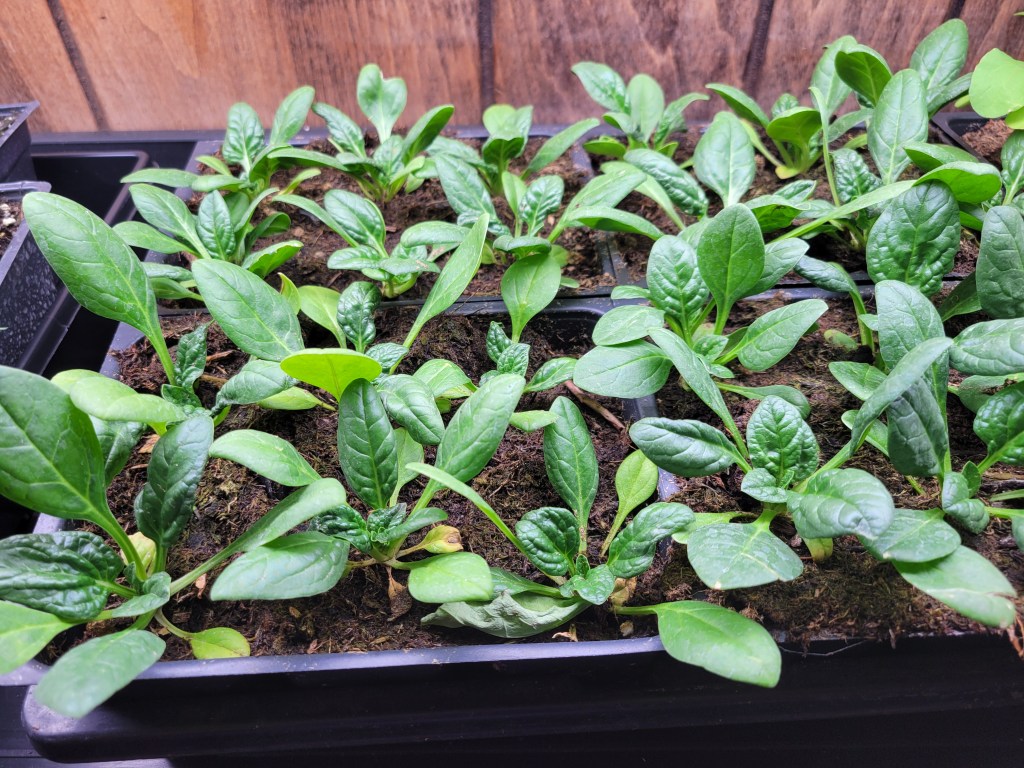 spinach seedling under grow lights