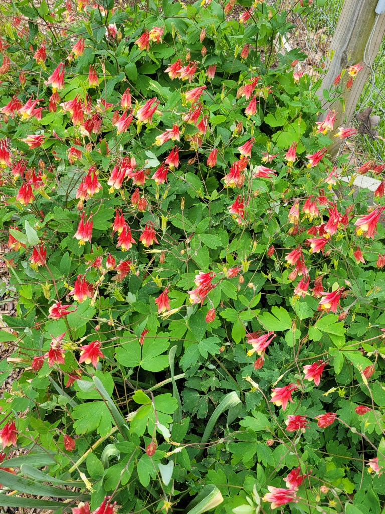 many columbine flowers on shrub, red and yellow