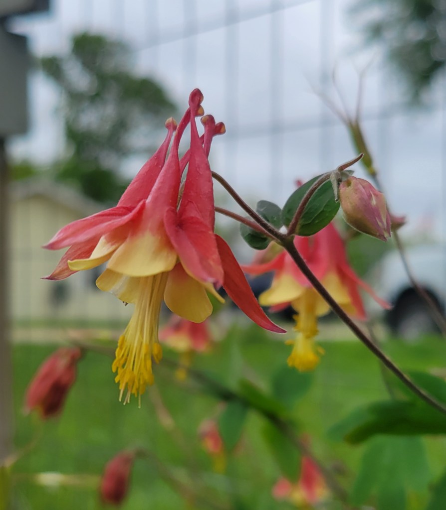 close up photo of columbine flower, red and yellow