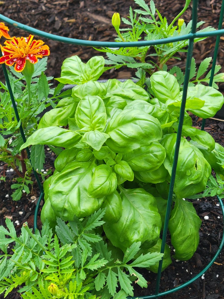 Italian Big Leaf Basil