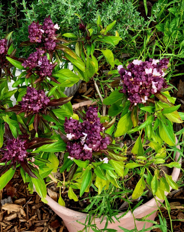 Thai Siam Queen Basil