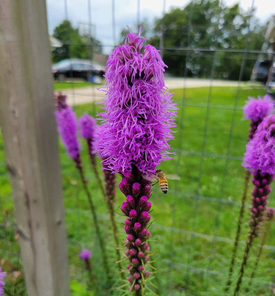 Purple Liatris with complimentary bee