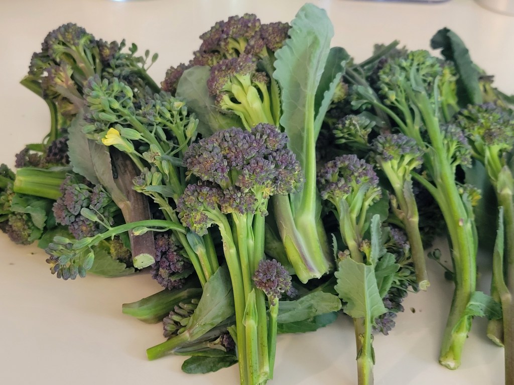 Sprouting Broccoli